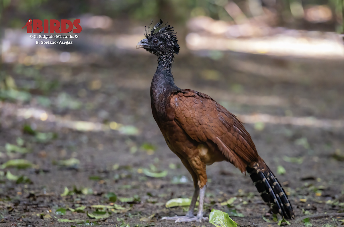 hoko proměnlivý - ML646436271