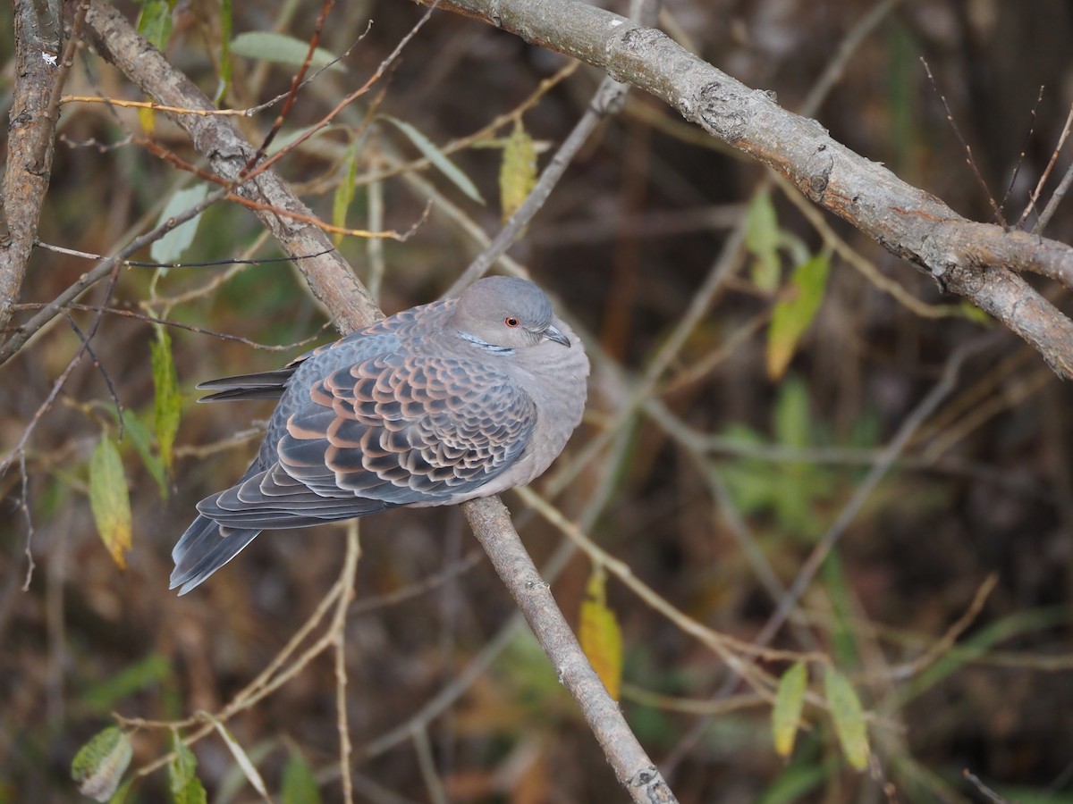 Oriental Turtle-Dove - ML646436273