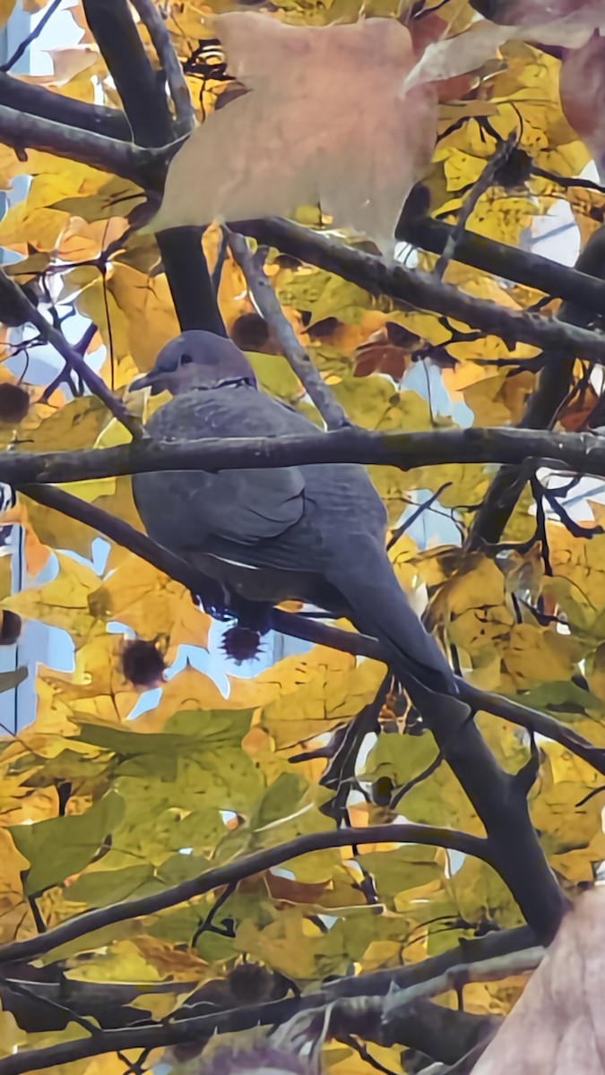 Spotted Dove - ML646436274