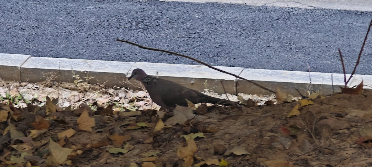 Spotted Dove - ML646436275