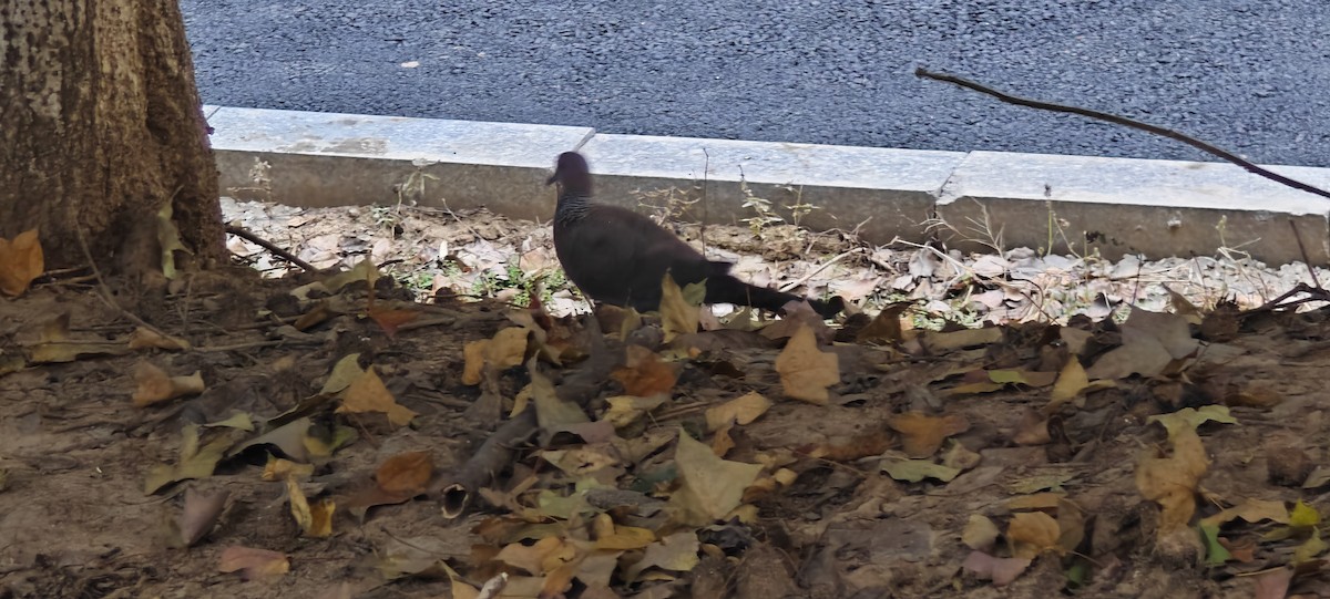 Spotted Dove - ML646436276