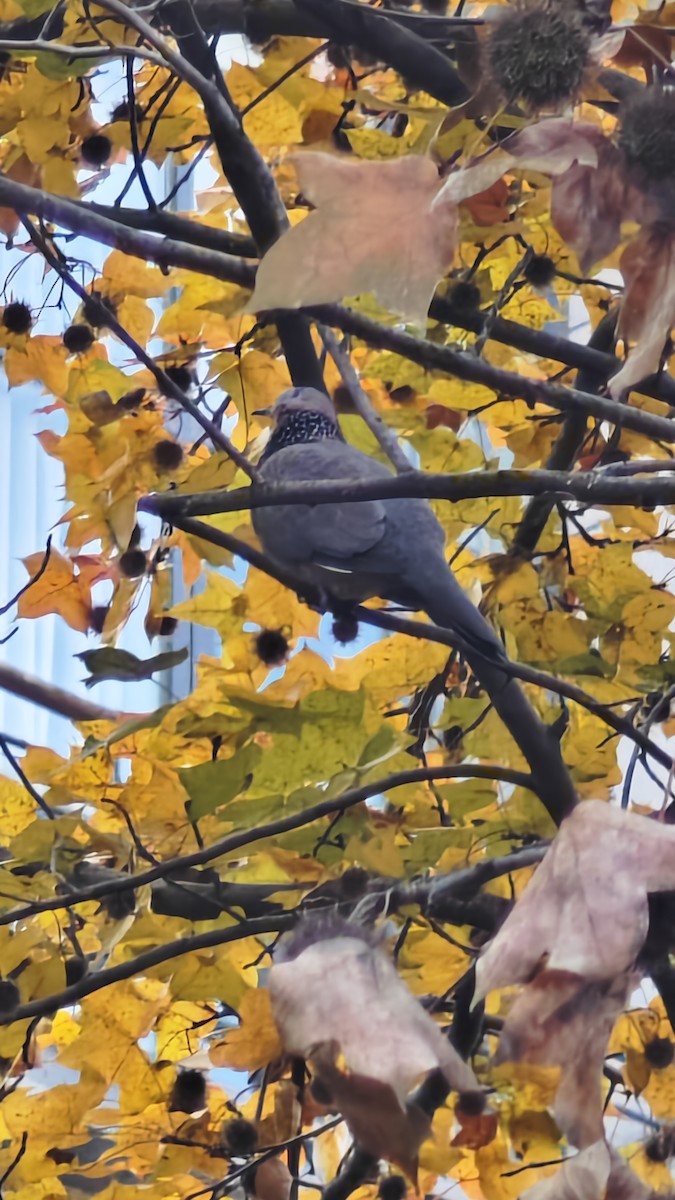 Spotted Dove - ML646436277