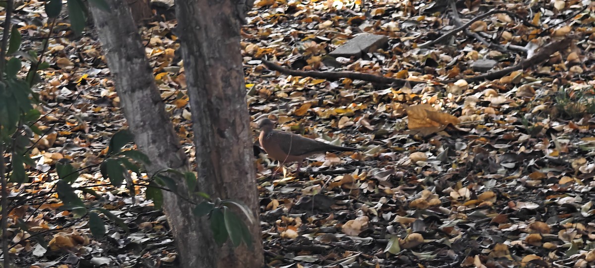Spotted Dove - ML646436278