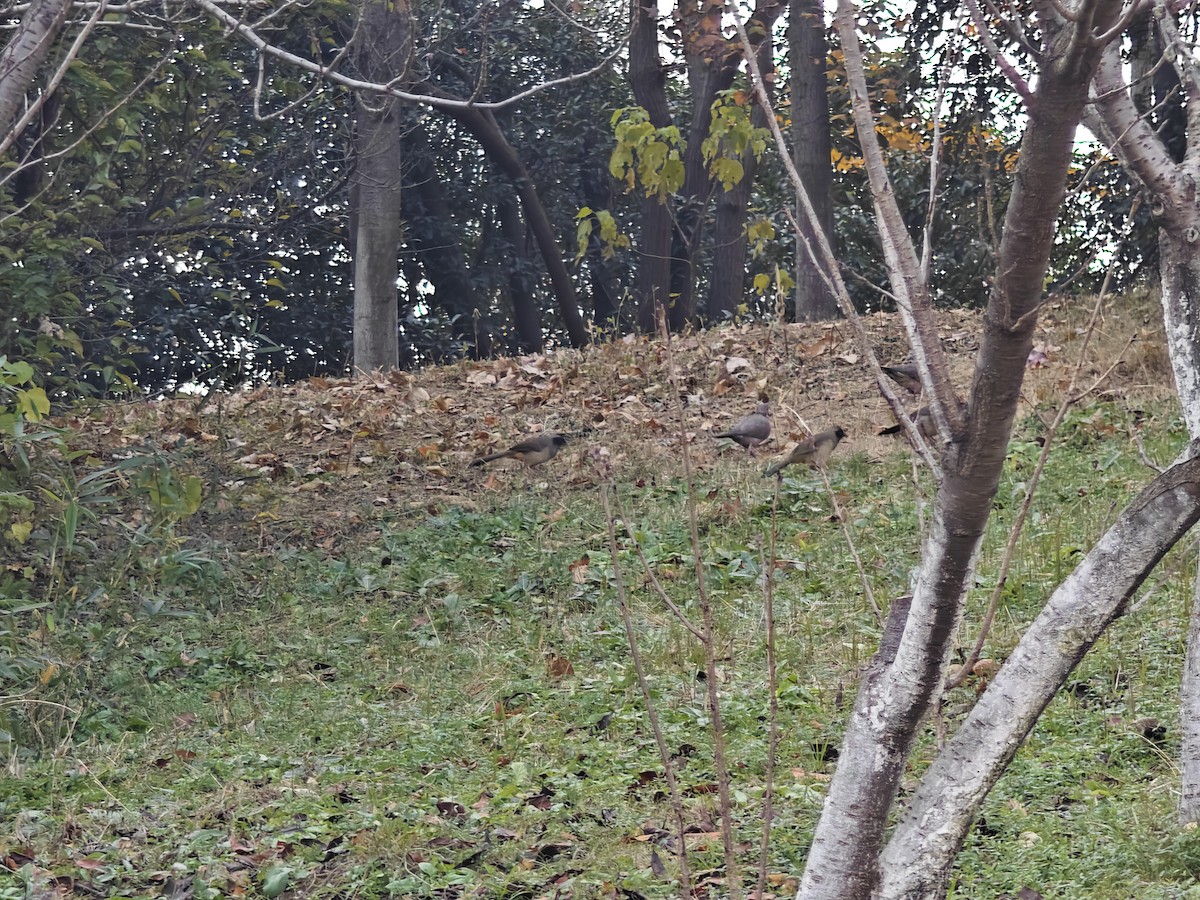 Spotted Dove - ML646436282