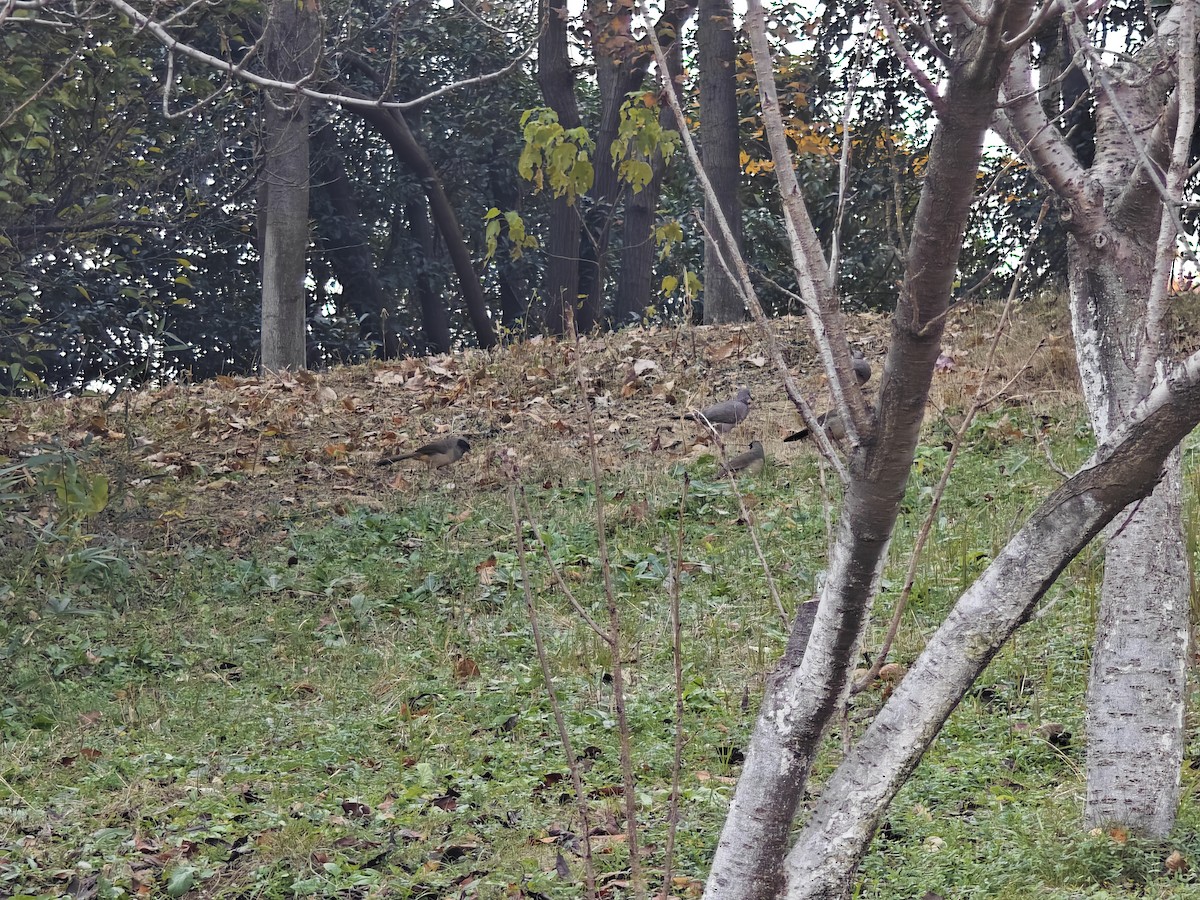 Spotted Dove - ML646436283