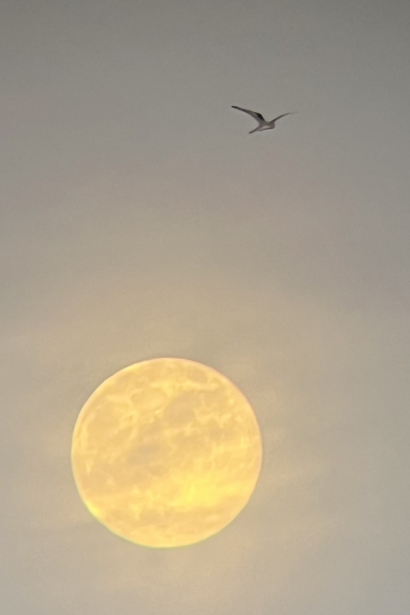 Élanion à queue blanche - ML646436284