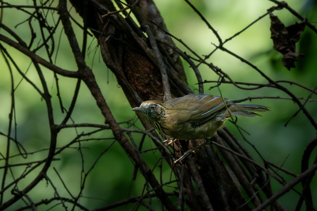 Spot-breasted Laughingthrush - ML646436289
