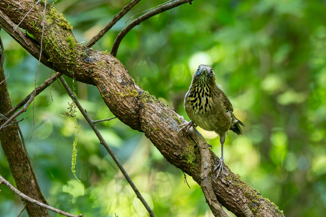 Spot-breasted Laughingthrush - ML646436290