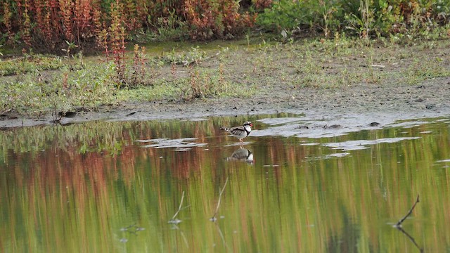 brunskulderlo - ML646436293