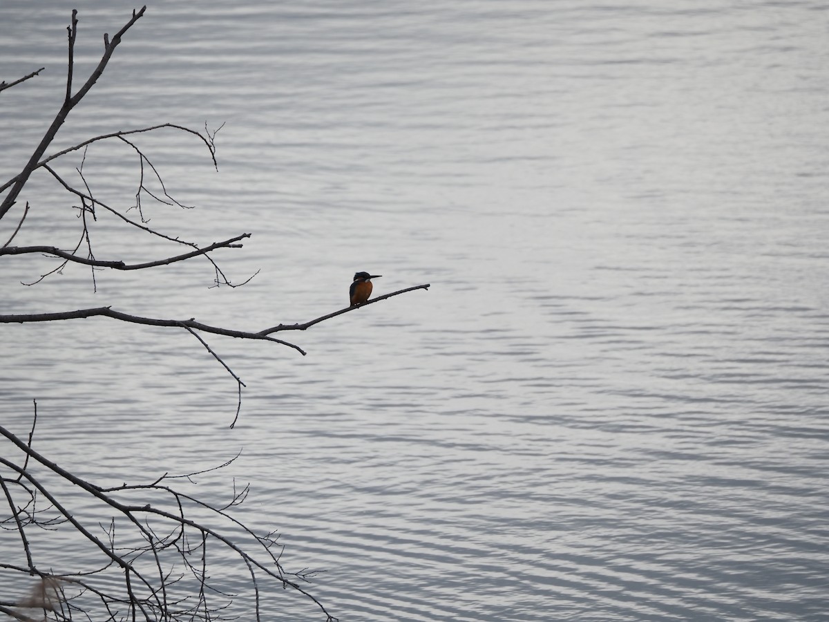 Common Kingfisher - ML646436295