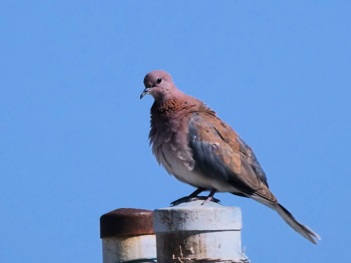 Laughing Dove - ML646436296