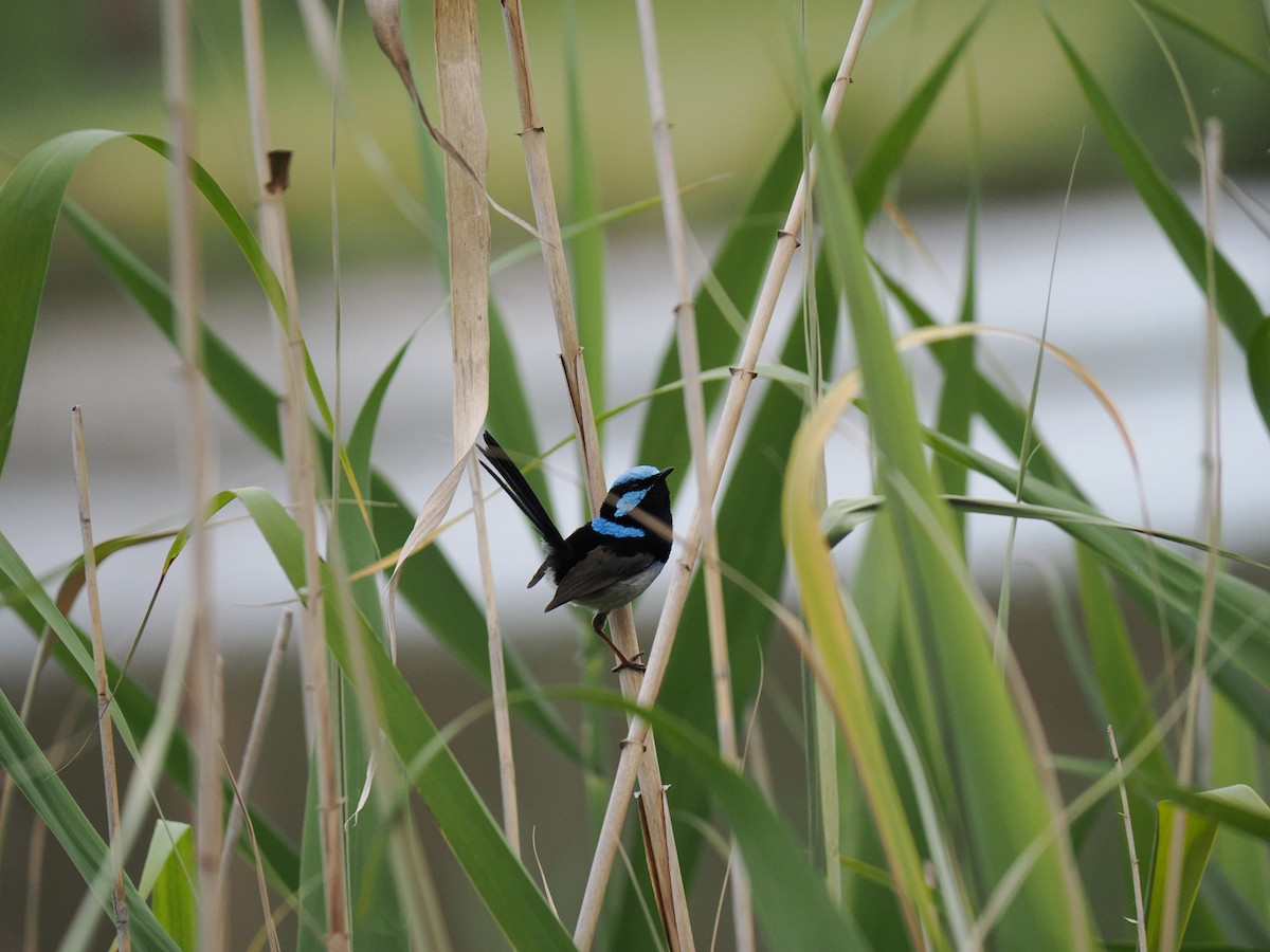 Superb Fairywren - ML646436299