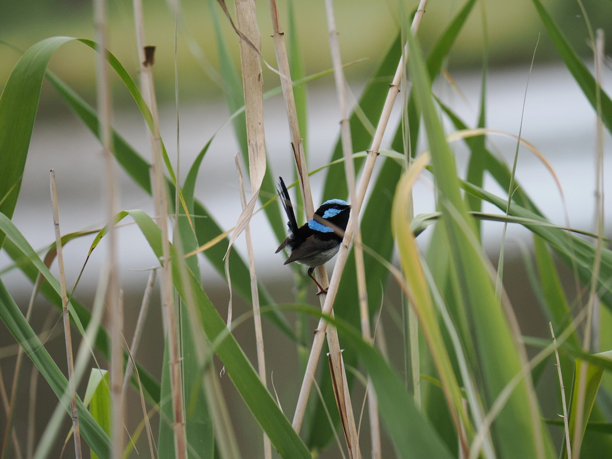 Superb Fairywren - ML646436301