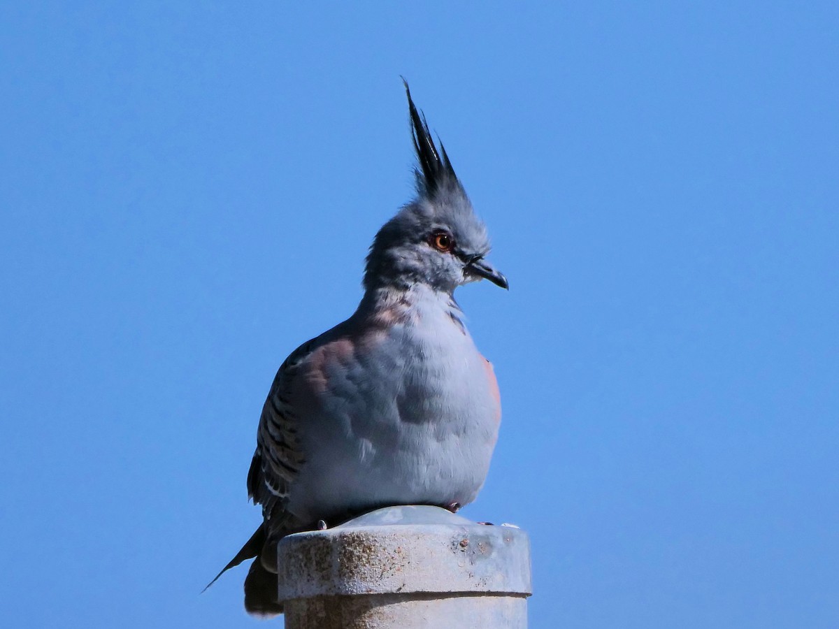 Crested Pigeon - ML646436302
