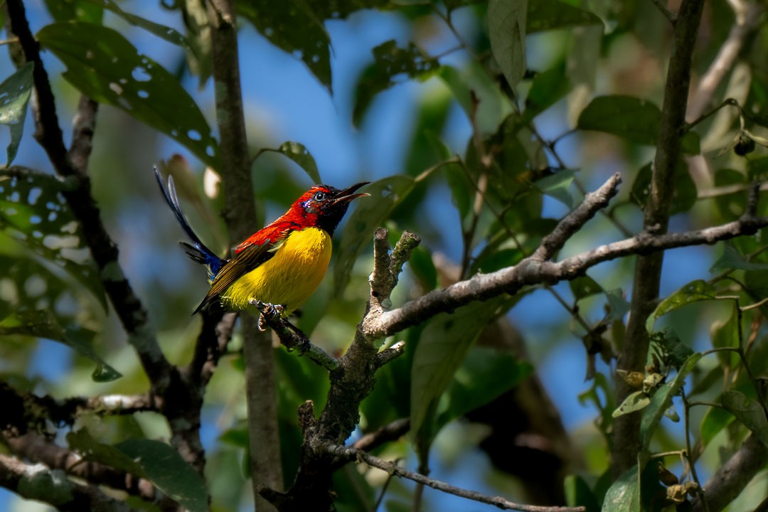 Mrs. Gould's Sunbird - ML646436304