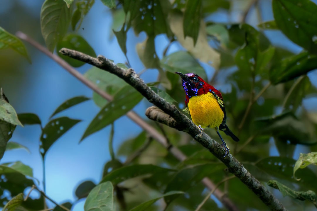 Mrs. Gould's Sunbird - ML646436305