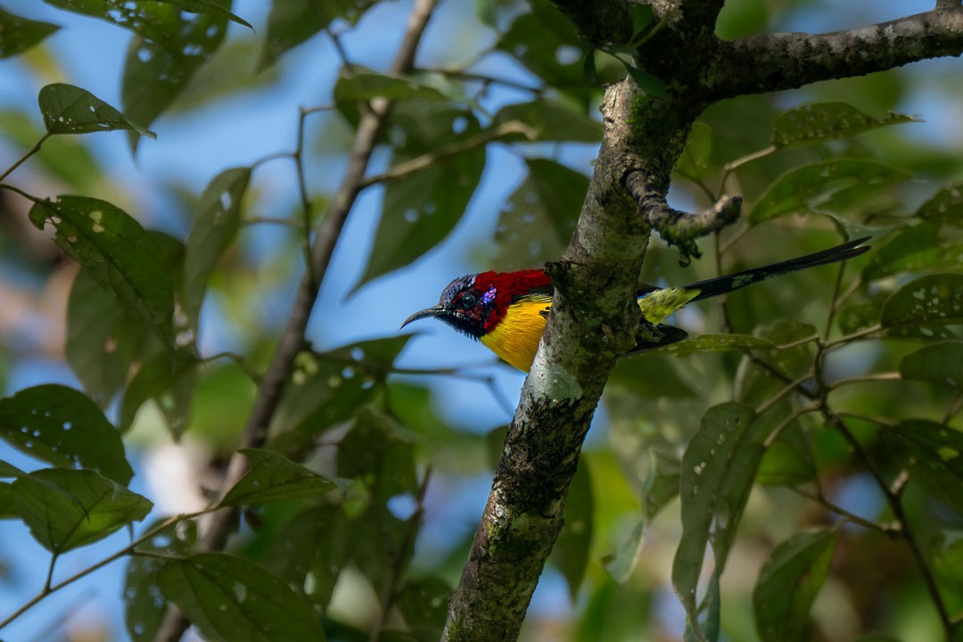 Mrs. Gould's Sunbird - ML646436306