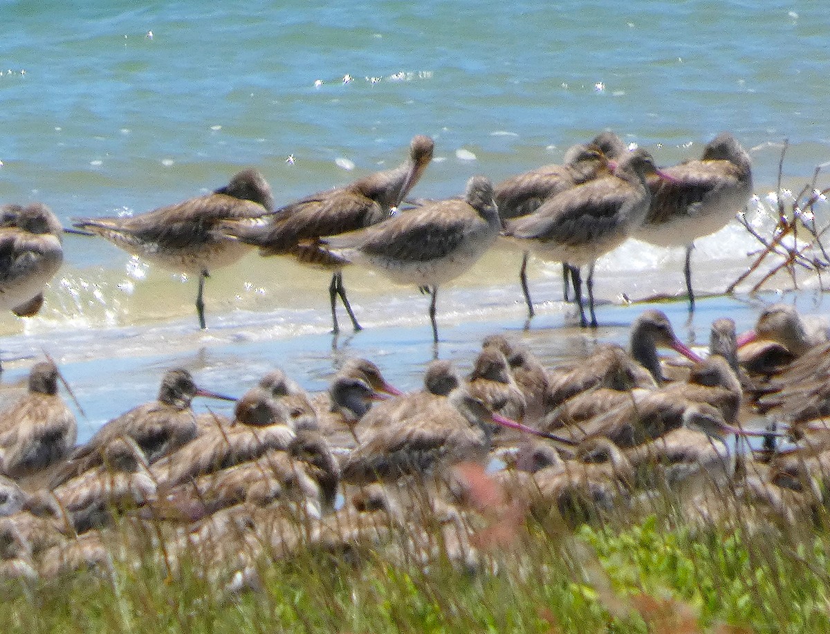 Bar-tailed Godwit - ML646436308