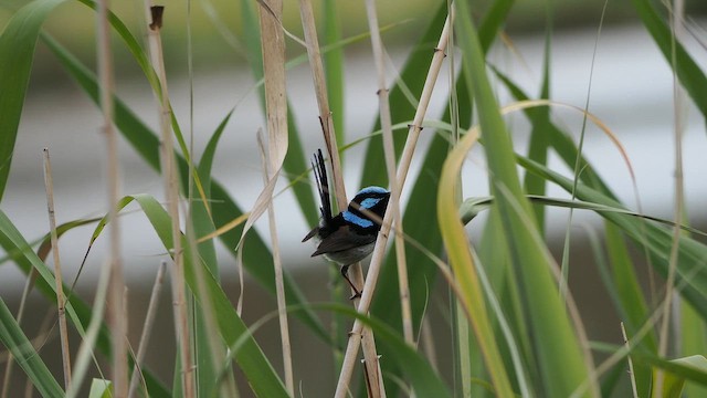 Малюр сапфіровий - ML646436310