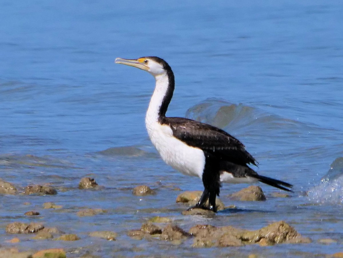 Pied Cormorant - ML646436313