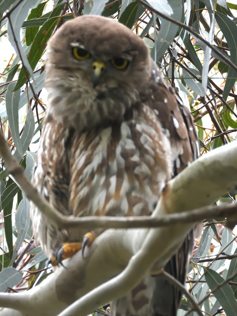 Barking Owl - ML646436316