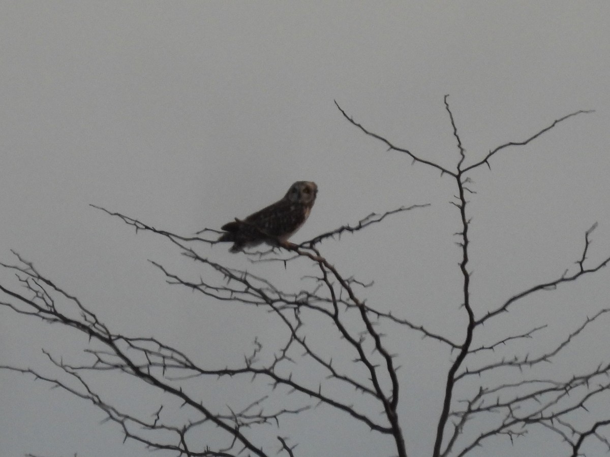 Short-eared Owl - ML646436317