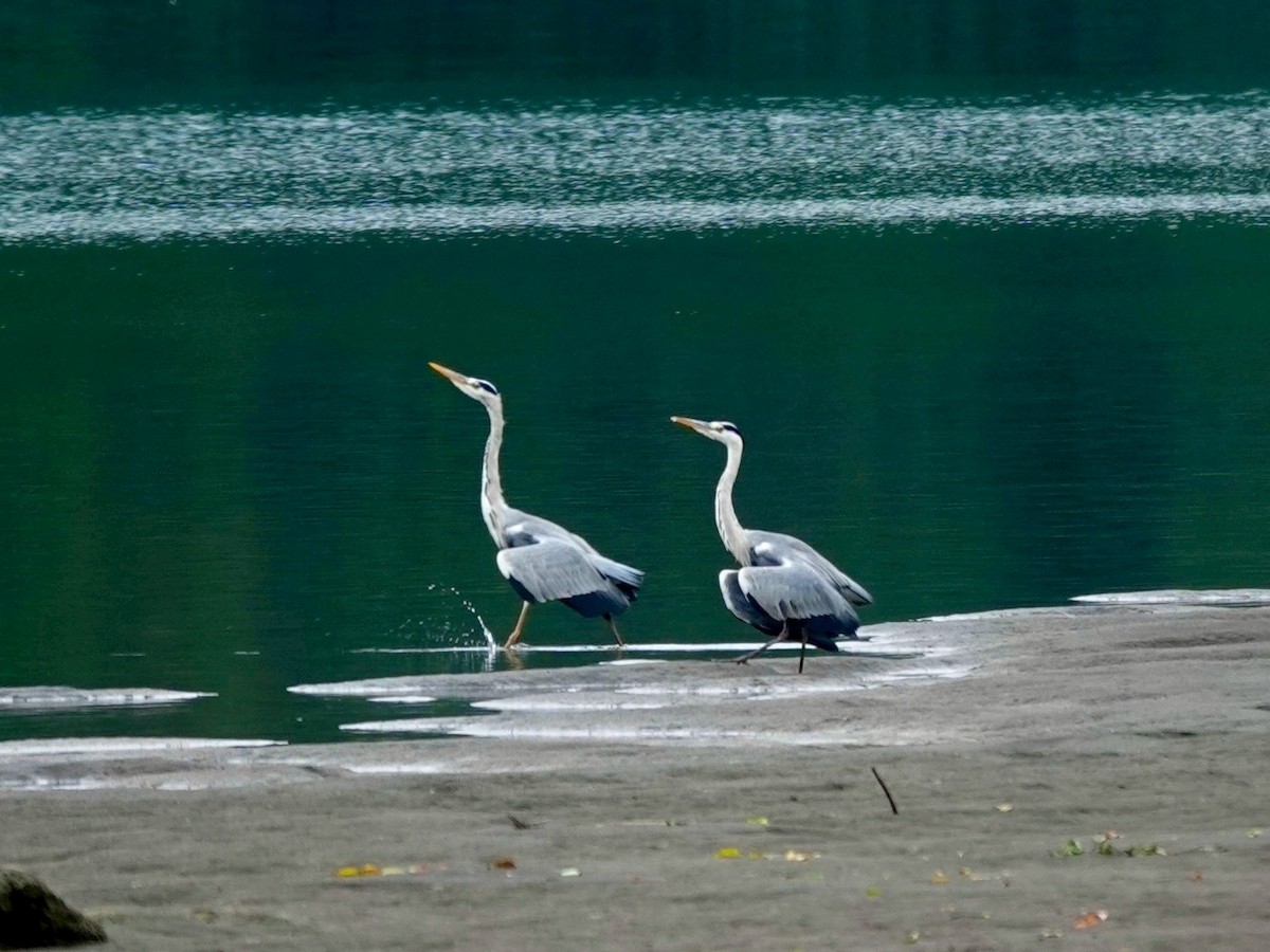 Gray Heron - ML646436319