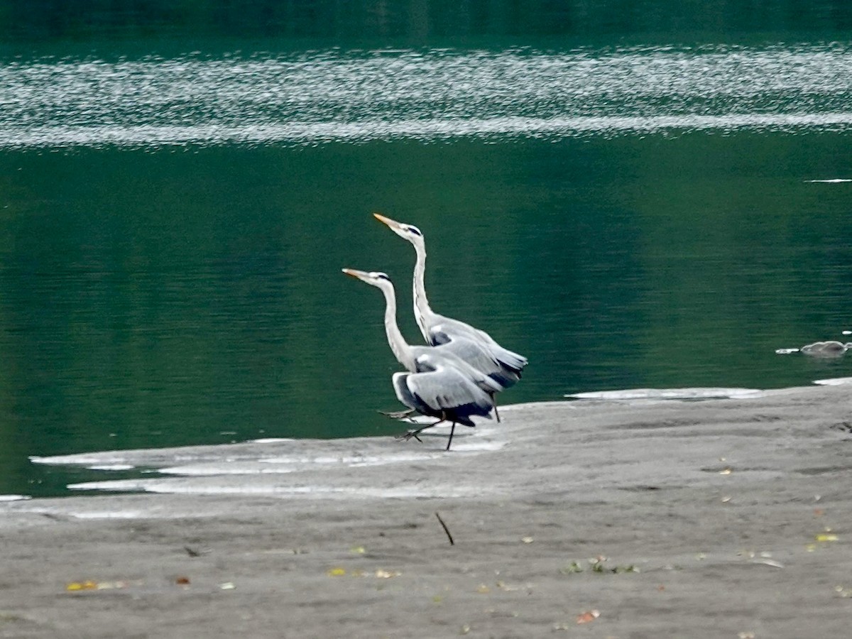 Gray Heron - ML646436320