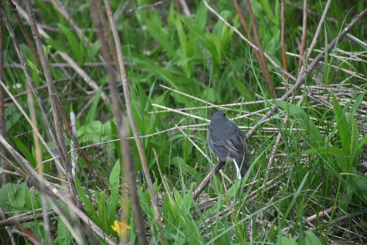 Dark-eyed Junco - ML646436321