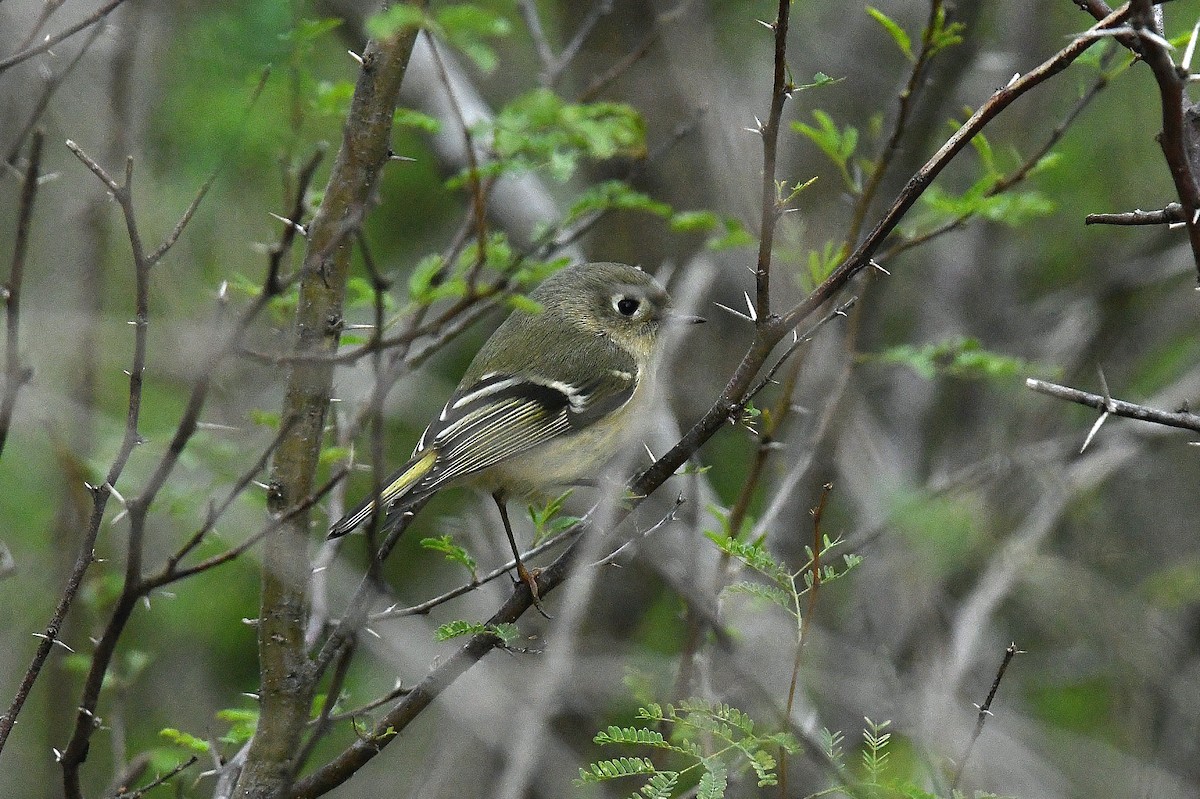 Ruby-crowned Kinglet - ML646436322