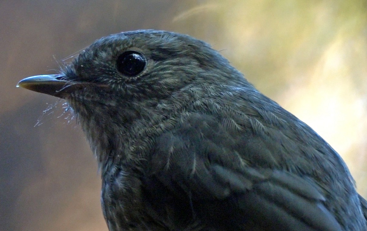 North Island Robin - ML646436324