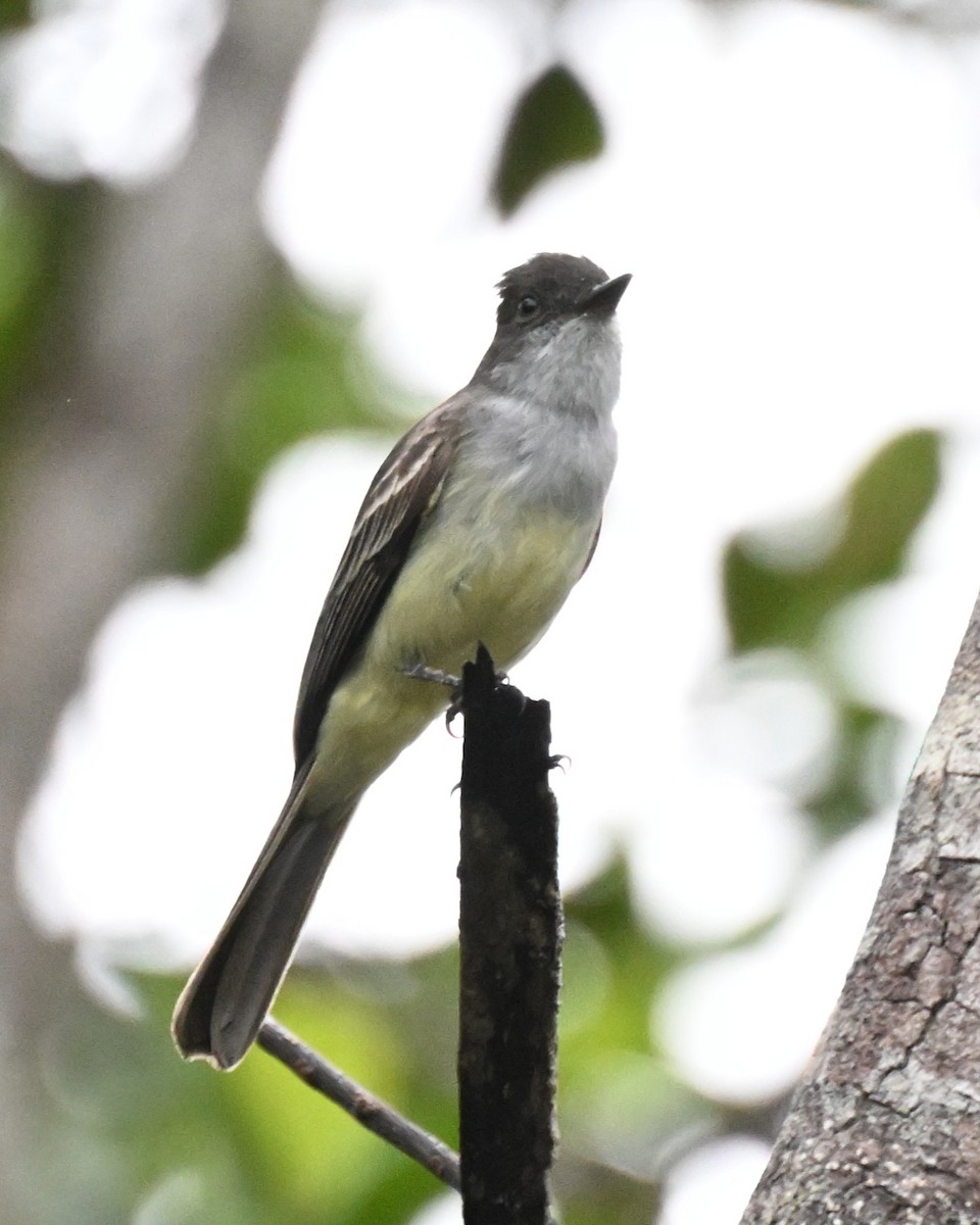 Swainson's Flycatcher - ML646436326