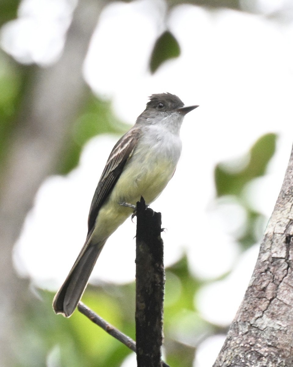 Swainson's Flycatcher - ML646436327