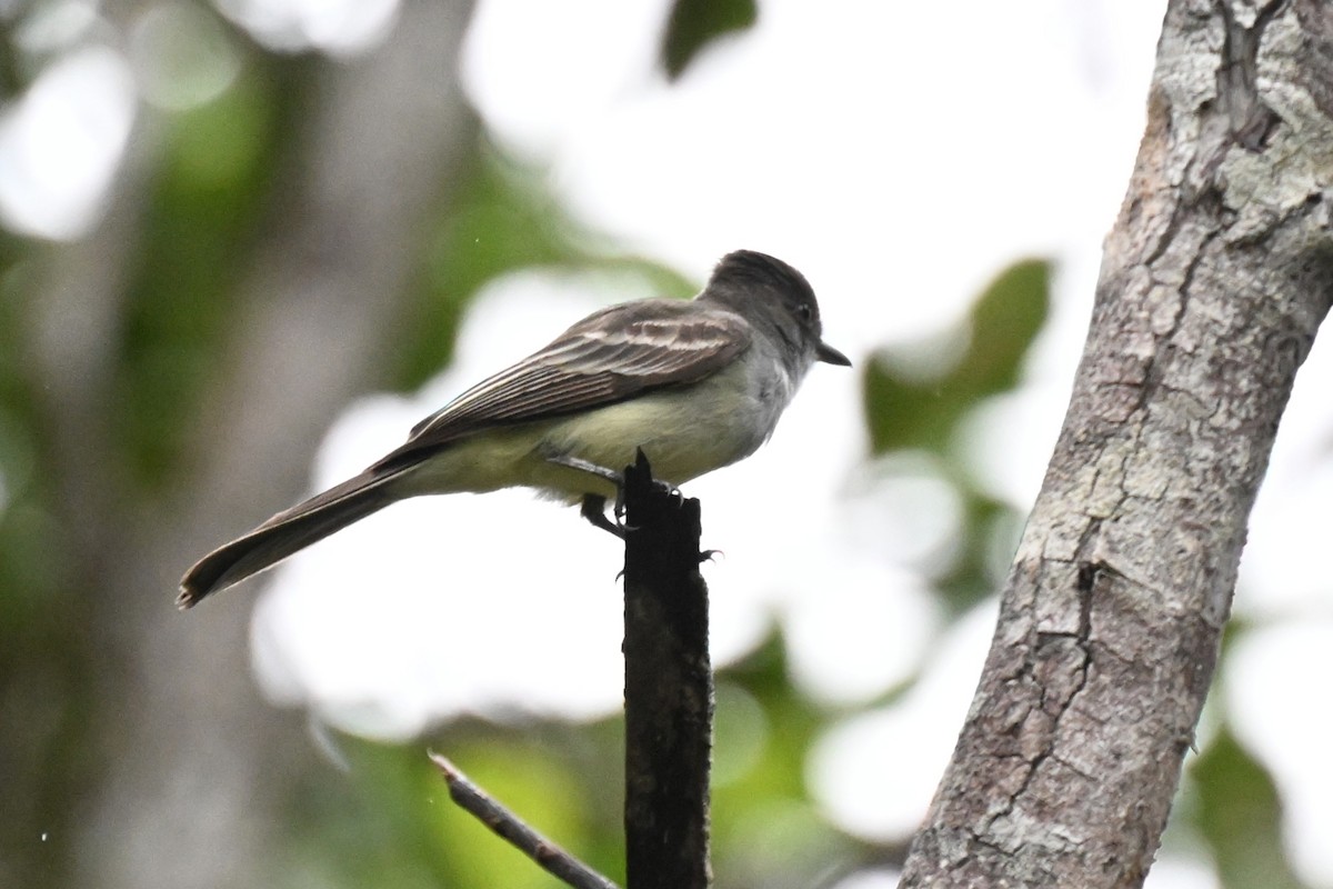 Swainson's Flycatcher - ML646436328