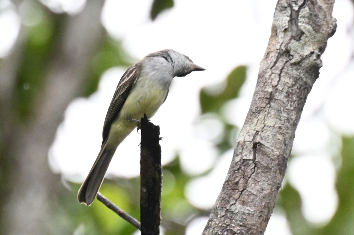 Swainson's Flycatcher - ML646436329