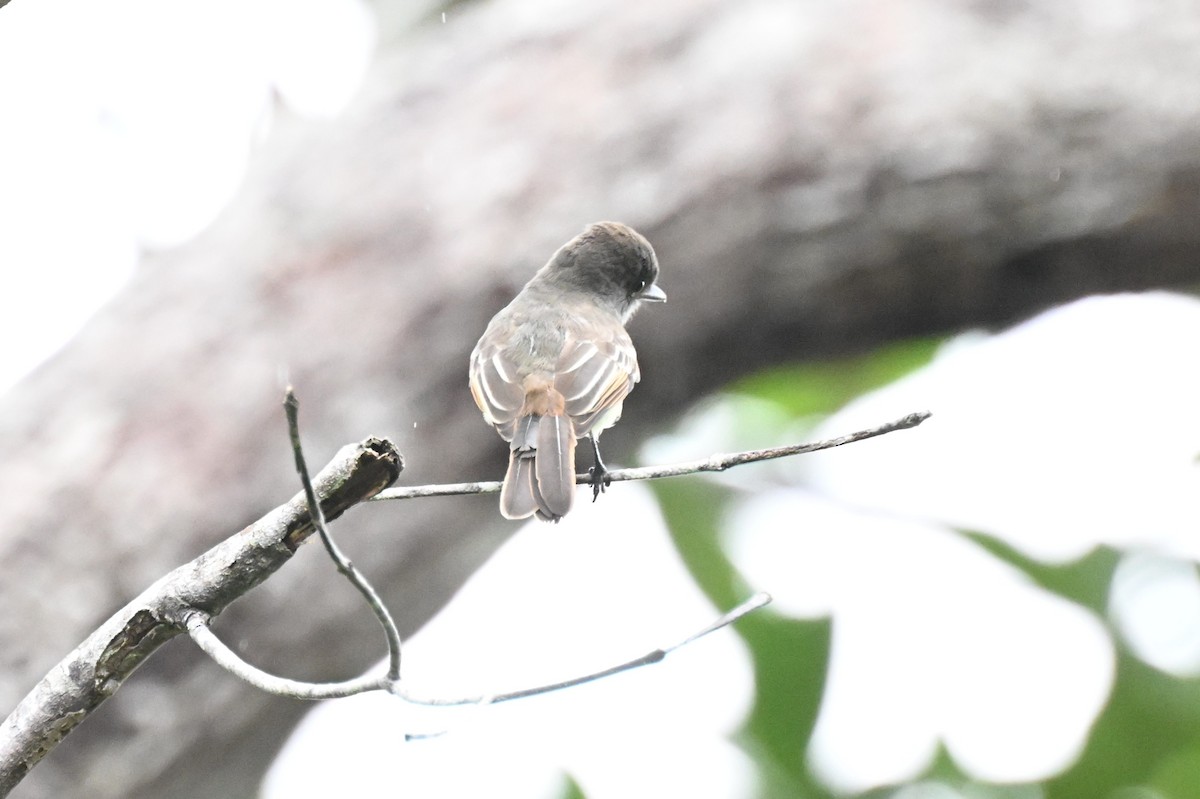 Swainson's Flycatcher - ML646436330