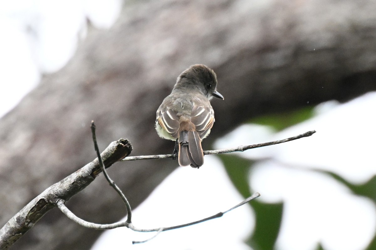 Swainson's Flycatcher - ML646436331
