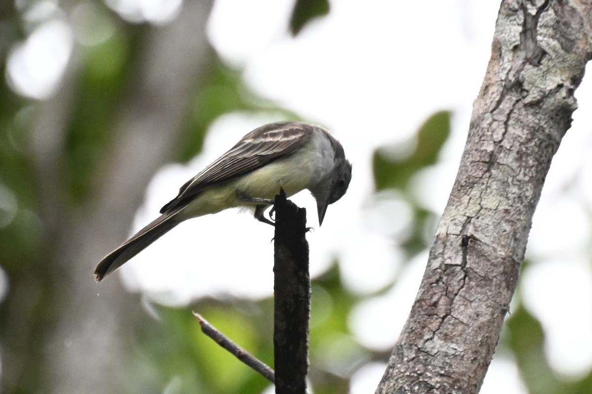 Swainson's Flycatcher - ML646436332