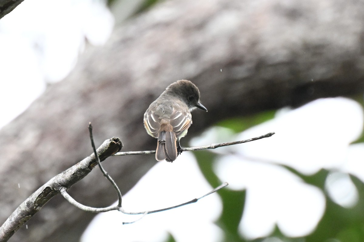 Swainson's Flycatcher - ML646436334