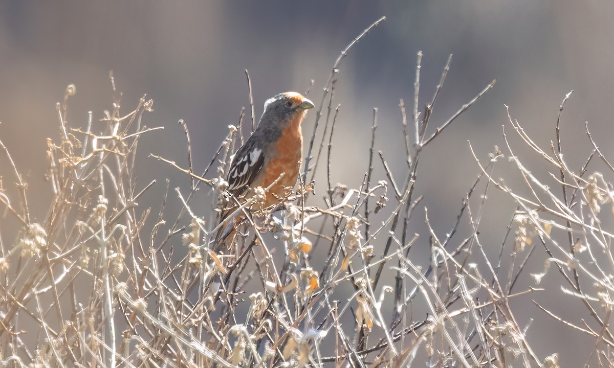 White-tipped Plantcutter - ML646436354