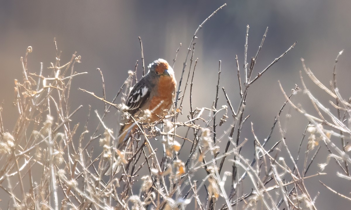 White-tipped Plantcutter - ML646436355