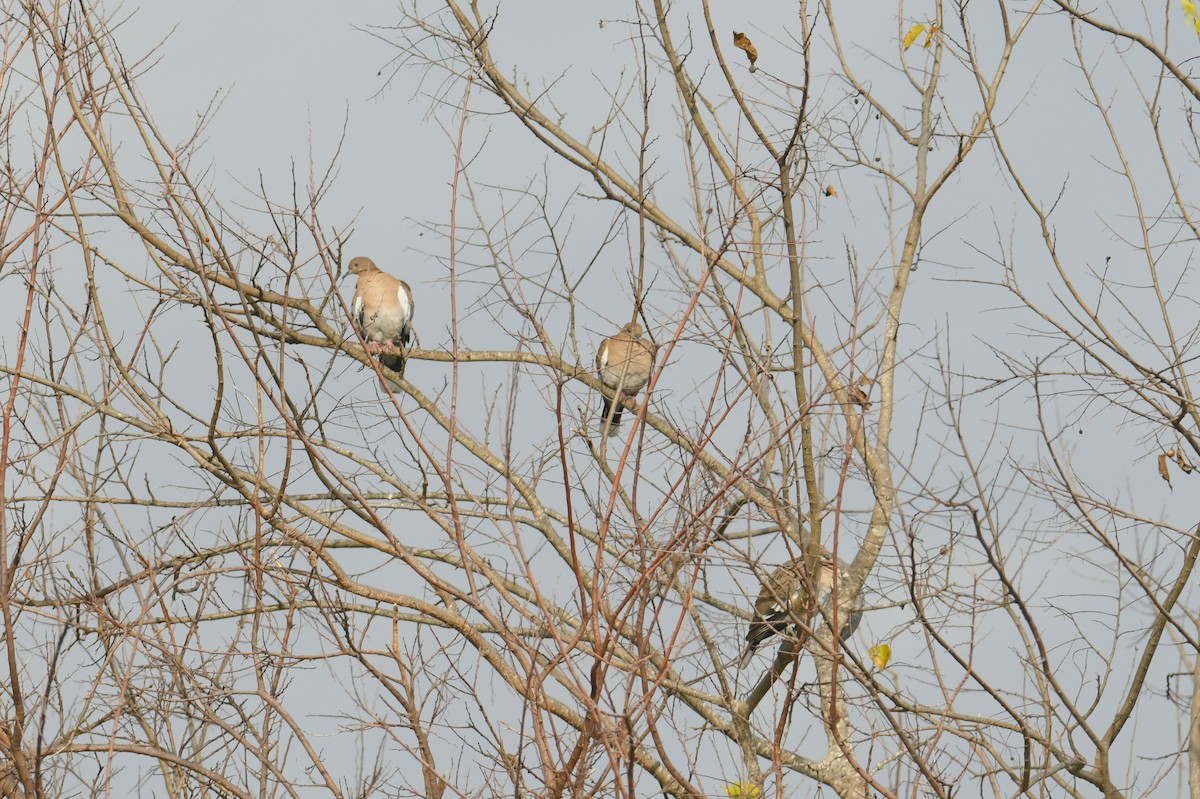 White-winged Dove - ML646436357
