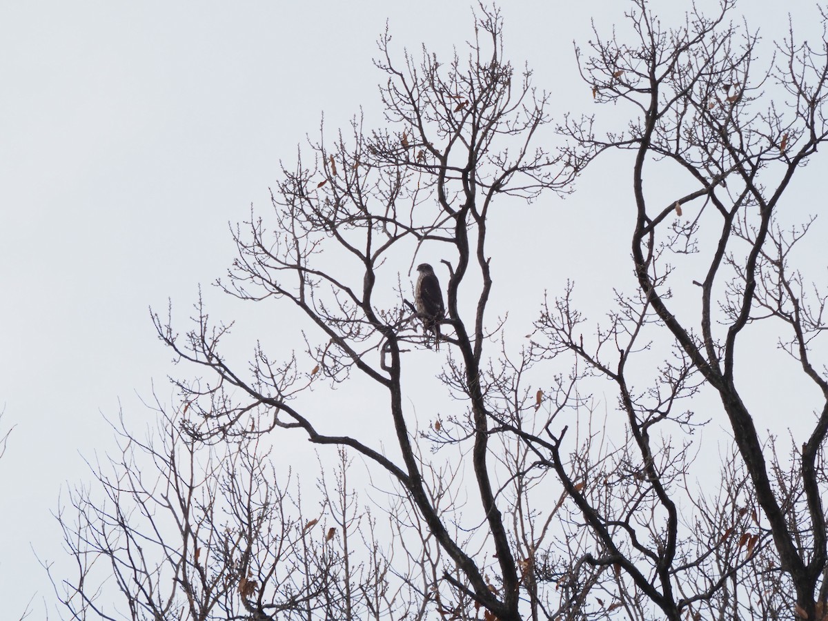 Eurasian Goshawk - ML646436358