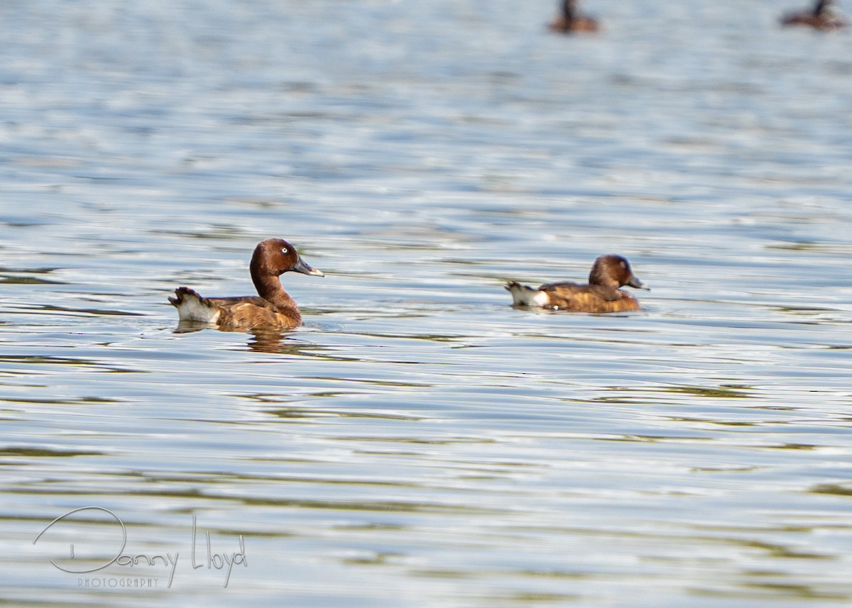 Tasmanmoorente - ML646436359