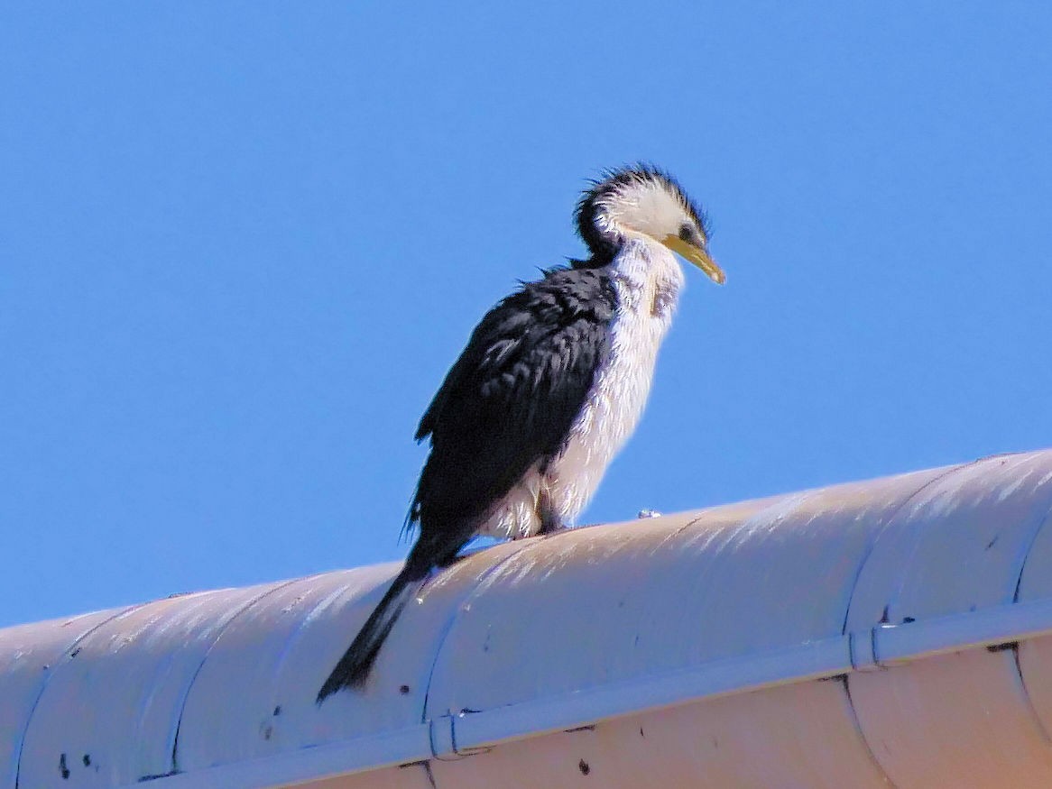 Little Pied Cormorant - ML646436361