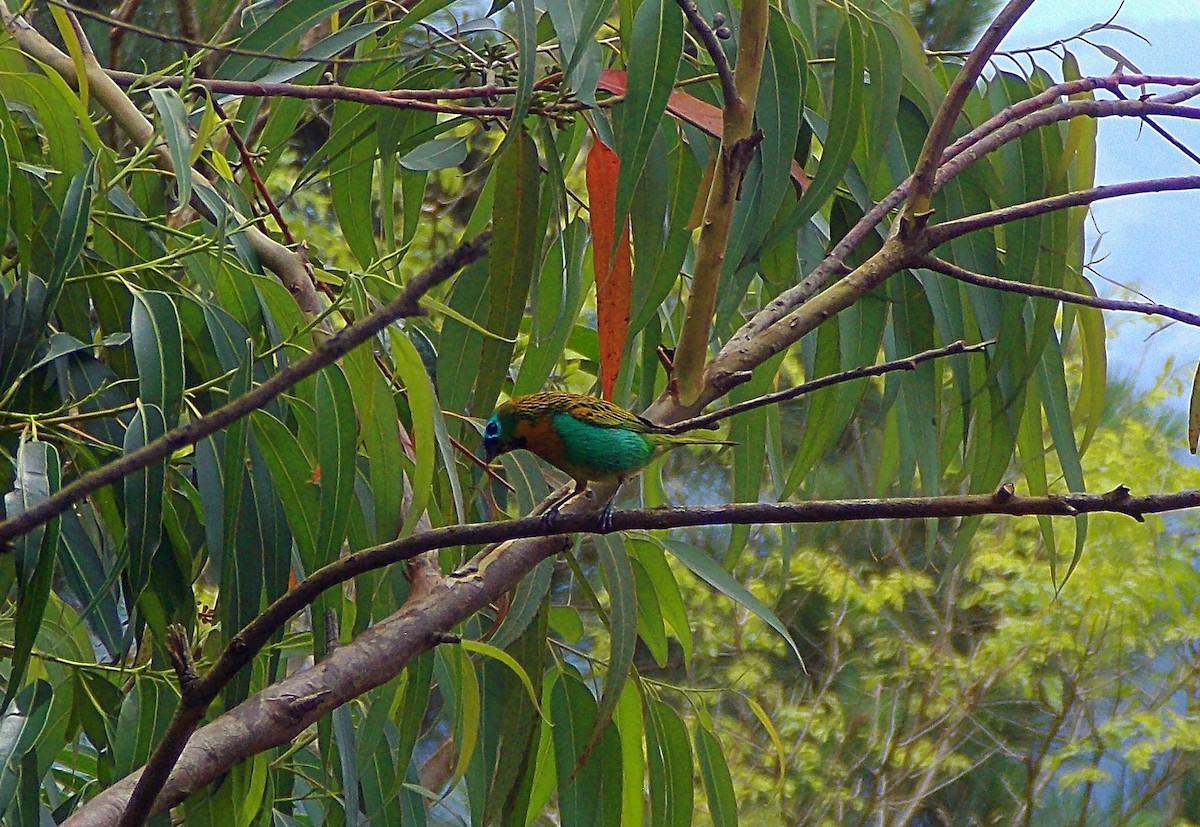 Brassy-breasted Tanager - ML646436362