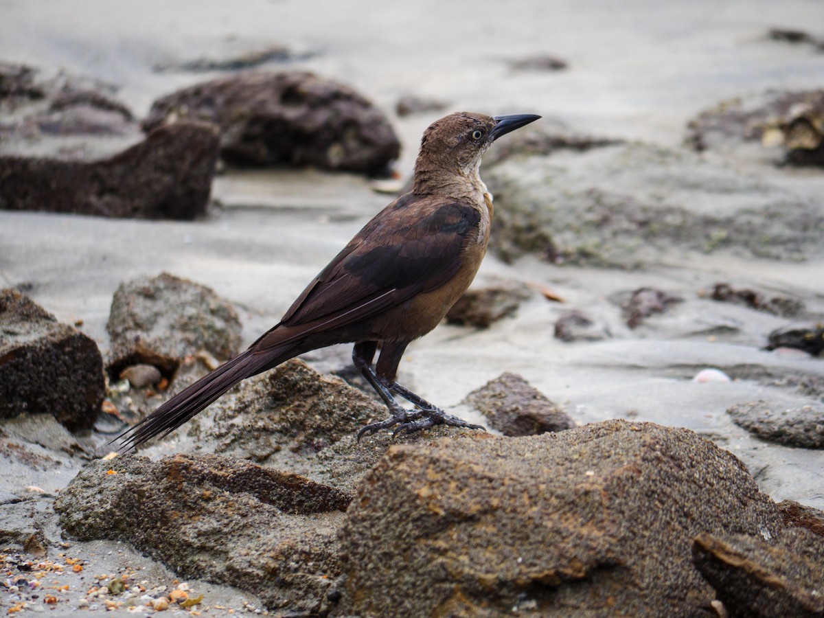 Great-tailed Grackle - ML646436363