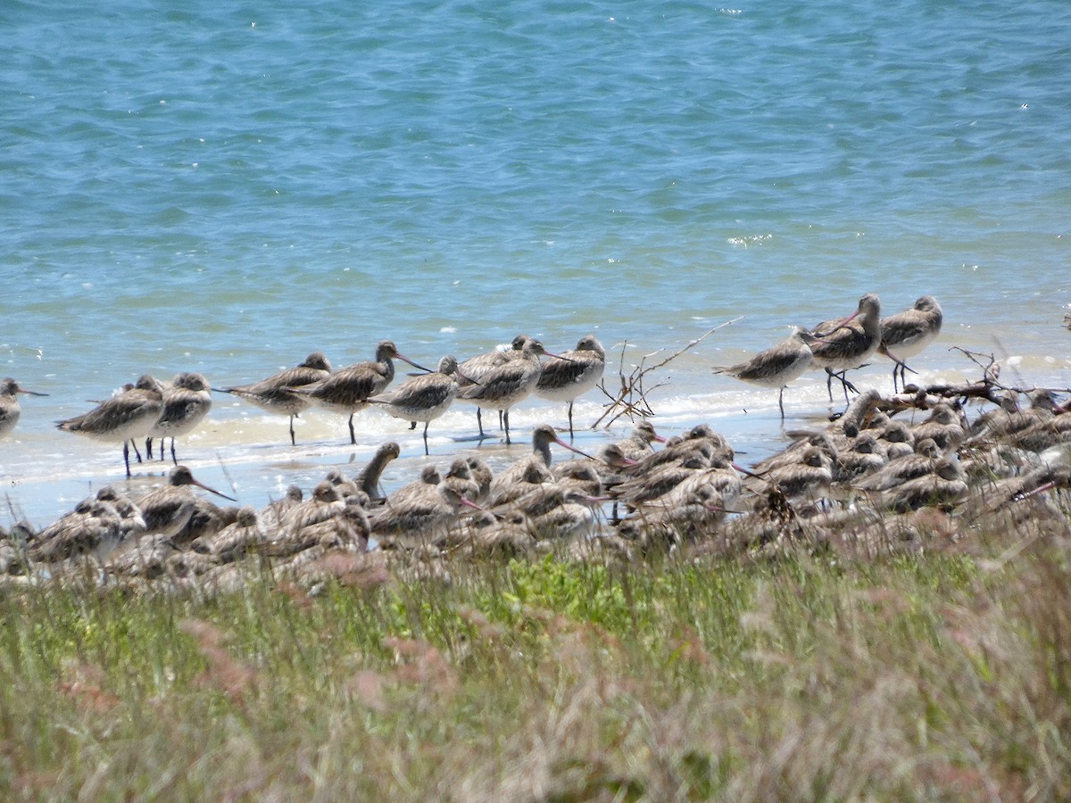Bar-tailed Godwit - ML646436364