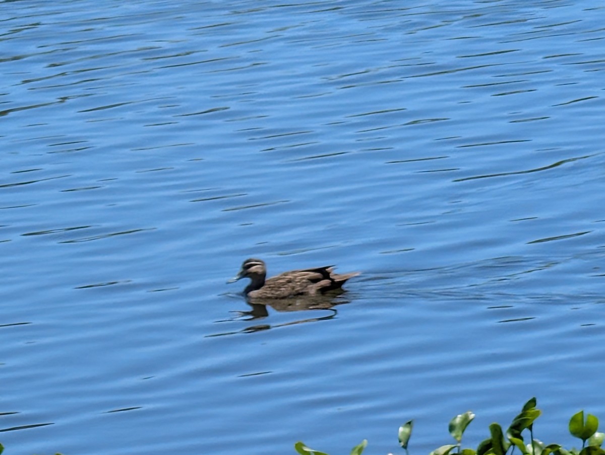Pacific Black Duck - ML646436366