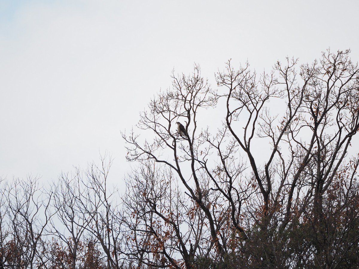 Eurasian Goshawk - ML646436367